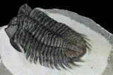 Coltraneia Trilobite Fossil - Huge Faceted Eyes #165844-3